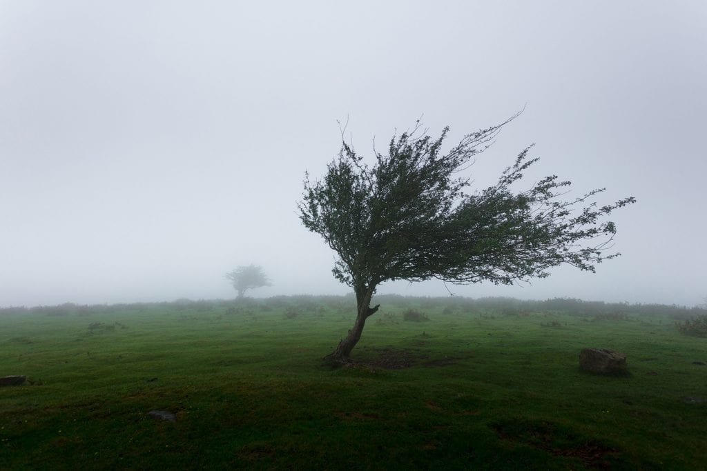 Why You Must Act Quickly to Clean the Devastation Caused by Wind Damage