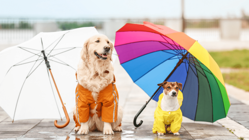 Disaster Preparedness With Pets